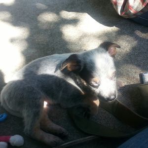 Meet your Posher, Angel